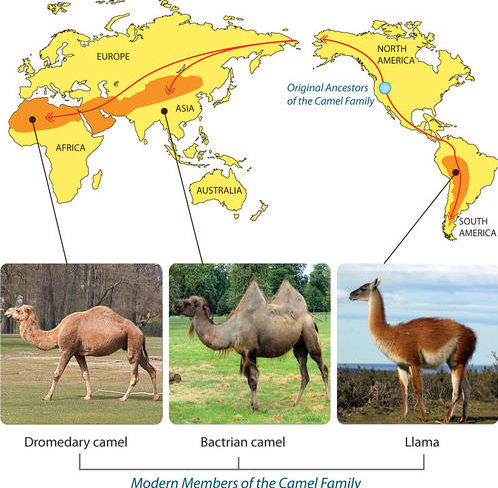 NORTH
EUROPE
AMERICA
Original Ancestors
of the Camel Family
ASIA
AFRICA
AUSTRALIA
SOUTH
AMERICA
Dromedary camel
Bactrian camel
Llama
Modern Members of the Camel Family
