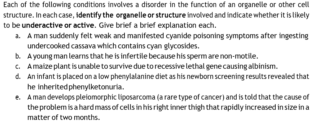 Each of the following conditions involves a disorder in the function of an organelle or other cell
structure. In each case, identify the organelle or structure involved and indicate whether it is likely
to be underactive or active. Give brief a brief explanation each.
a. A man suddenly felt weak and manifested cyanide poisoning symptoms after ingesting
undercooked cassava which contains cyan glycosides.
b. A young man learns that he is infertile because his sperm are non-motile.
A maize plant is unable to survive due to recessive lethal gene causing albinism.
d. An infant is placed on a low phenylalanine diet as his newborn screening results revealed that
he inherited phenylketonuria.
e. A man develops pleiomorphic liposarcoma (a rare type of cancer) and is told that the cause of
the problem is a hard mass of cells in his right inner thigh that rapidly increased in size in a
C.
matter of two months.
