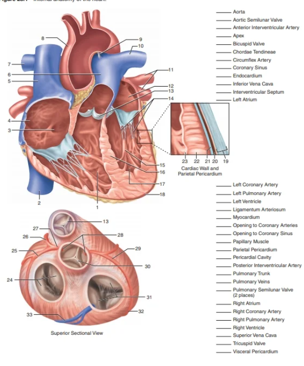 Aorta
Aortic Semilunar Valve
Anterior Interventricular Artery
Арех
- Bicuspid Valve
Chordae Tendineae
Circumflex Artery
- Coronary Sinus
Endocardium
Inferior Vena Cava
-Interventricular Septum
Left Atrium
23 22 21 20 19
-15
Cardiac Wall and
Parietal Pericardium
-16
-17
Left Coronary Artery
- Left Pulmonary Artery
Left Ventricle
-18
- Ligamentum Arteriosum
Myocardium
13
Opening to Coronary Arteries
27
Opening to Coronary Sinus
- Papillary Muscle
- Parietal Pericardium
- Pericardial Cavity
- Posterior Interventricular Artery
- Pulmonary Trunk
26
28
25
30
24
- Pulmonary Veins
- Pulmonary Semilunar Valve
(2 places)
31
- Right Atrium
-32
- Right Coronary Artery
33
- Right Pulmonary Artery
Right Ventricle
Superior Vena Cava
Tricuspid Valve
Superior Sectional View
Visceral Pericardium
