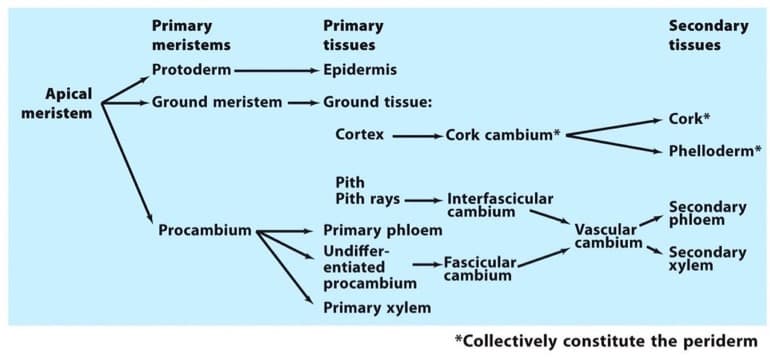 Apical
meristem
Primary
meristems
Protoderm
- Ground meristem
Procambium
Primary
tissues
Epidermis
→Ground tissue:
Cortex
-Cork cambium*
Pith
Pith rays -Interfascicular
cambium
Primary phloem
Undiffer-
entiated
procambium
Primary xylem
Fascicular.
cambium
Vascular
cambium.
Secondary
tissues
Cork*
Phelloderm*
Secondary
phloem
Secondary
xylem
*Collectively constitute the periderm