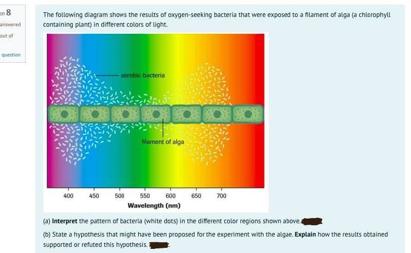 on 8
The following diagram shows the results of oxygen-seeking bacteria that were exposed to a filament of alga (a chlorophyll
answered
containing plant) in different colors of light.
out of
question
-serobic bacteria
filament of alga
400
450
500
550
600
650
700
Wavelength (nm)
(a) Interpret the pattern of bacteria (white dots) in the different color regions shown above.
(b) State a hypothesis that might have been proposed for the experiment with the algae. Explain how the results obtained
supported or refuted this hypothesis.
