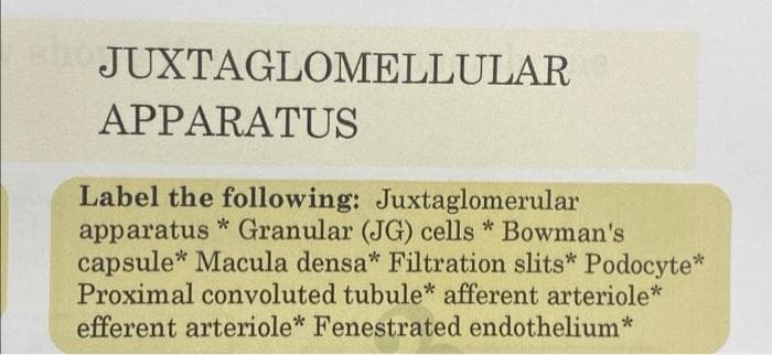 JUXTAGLOMELLULAR
APPARATUS
Label the following: Juxtaglomerular
apparatus * Granular (JG) cells * Bowman's
capsule* Macula densa* Filtration slits* Podocyte*
Proximal convoluted tubule* afferent arteriole*
efferent arteriole* Fenestrated endothelium*