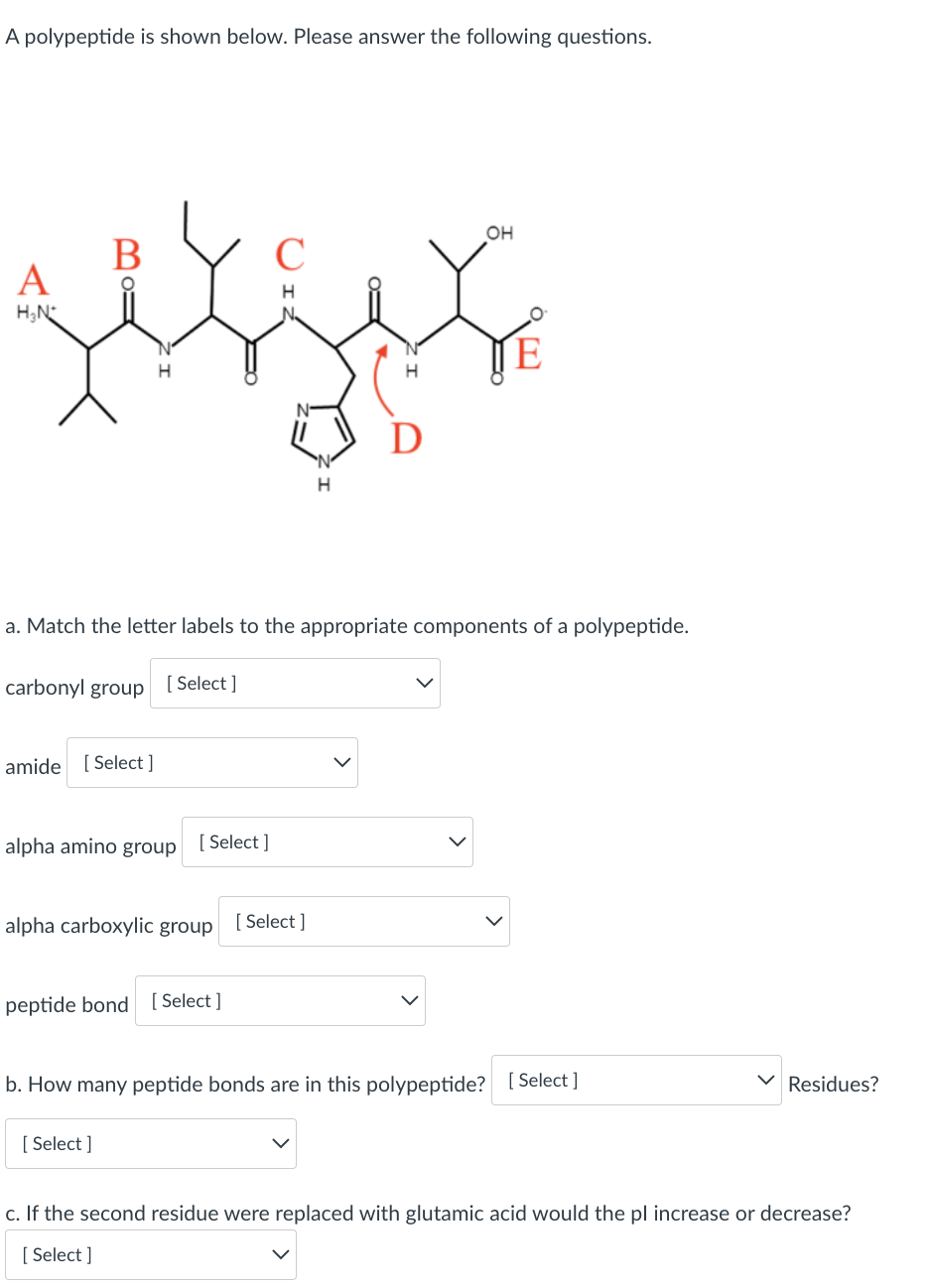 A polypeptide is shown below. Please answer the following questions.
OH
В
A
H;N
E
a. Match the letter labels to the appropriate components of a polypeptide.
carbonyl group
[ Select ]
amide [ Select ]
alpha amino group
[ Select ]
alpha carboxylic group
[ Select ]
peptide bond [Select]
b. How many peptide bonds are in this polypeptide? [ Select ]
V Residues?
[ Select ]
c. If the second residue were replaced with glutamic acid would the pl increase or decrease?
[ Select ]
>
