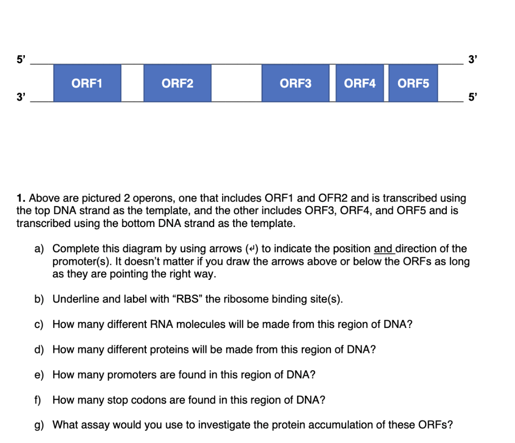 5'
3'
ORF1
ORF2
ORF3
ORF4 ORF5
1. Above are pictured 2 operons, one that includes ORF1 and OFR2 and is transcribed using
the top DNA strand as the template, and the other includes ORF3, ORF4, and ORF5 and is
transcribed using the bottom DNA strand as the template.
3'
5'
a) Complete this diagram by using arrows (4) to indicate the position and direction of the
promoter(s). It doesn't matter if you draw the arrows above or below the ORFS as long
as they are pointing the right way.
b)
Underline and label with "RBS" the ribosome binding site(s).
c) How many different RNA molecules will be made from this region of DNA?
d) How many different proteins will be made from this region of DNA?
e) How many promoters are found in this region of DNA?
f) How many stop codons are found in this region of DNA?
g) What assay would you use to investigate the protein accumulation of these ORFs?