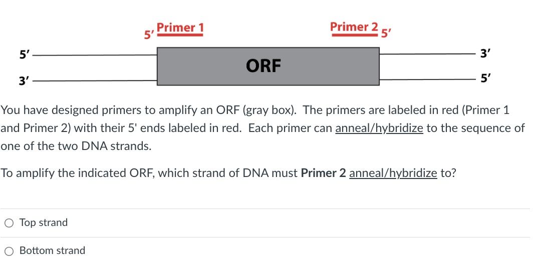 5'
3'
O Top strand
5'
O Bottom strand
Primer 1
ORF
Primer 2
5'
3'
You have designed primers to amplify an ORF (gray box). The primers are labeled in red (Primer 1
and Primer 2) with their 5' ends labeled in red. Each primer can anneal/hybridize to the sequence of
one of the two DNA strands.
To amplify the indicated ORF, which strand of DNA must Primer 2 anneal/hybridize to?
5'