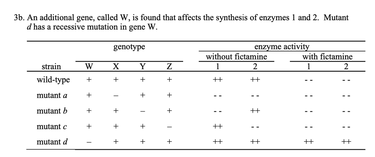 3b. An additional gene, called W, is found that affects the synthesis of enzymes 1 and 2. Mutant
d has a recessive mutation in gene W.
genotype
enzyme activity
without fictamine
1
with fictamine
1
2
strain
W
X
Y
Z
2
wild-type +
+
+
+
++
mutant a
+
+
mutant b
mutant c
mutant d
++
+
+
+
T
+
+
+
+
++
+
+
1
1
+
!
++
++
++
1
++
!
!
!
++