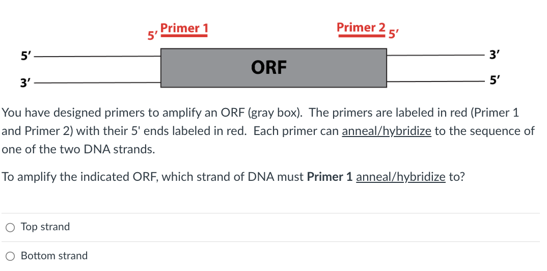 5'
3'
O Top strand
5'
O Bottom strand
Primer 1
ORF
Primer 2
5'
3'
You have designed primers to amplify an ORF (gray box). The primers are labeled in red (Primer 1
and Primer 2) with their 5' ends labeled in red. Each primer can anneal/hybridize to the sequence of
one of the two DNA strands.
To amplify the indicated ORF, which strand of DNA must Primer 1 anneal/hybridize to?
5'