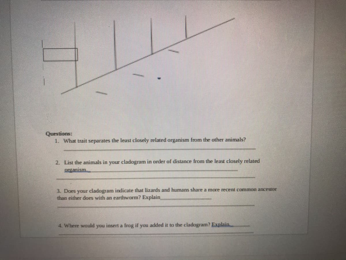 Questions:
1 What trait separates the least closely related arganism from the other animals?
2. List the animals in your cladogram in order of distance from the least closely related
prganism.
3. Does your dadogram indicate that lizards and humans share a more recent common ancestor
than either does with an earthworm? Explain
4. Where would you insert a frog if you added it to the cladagram? Explain.
