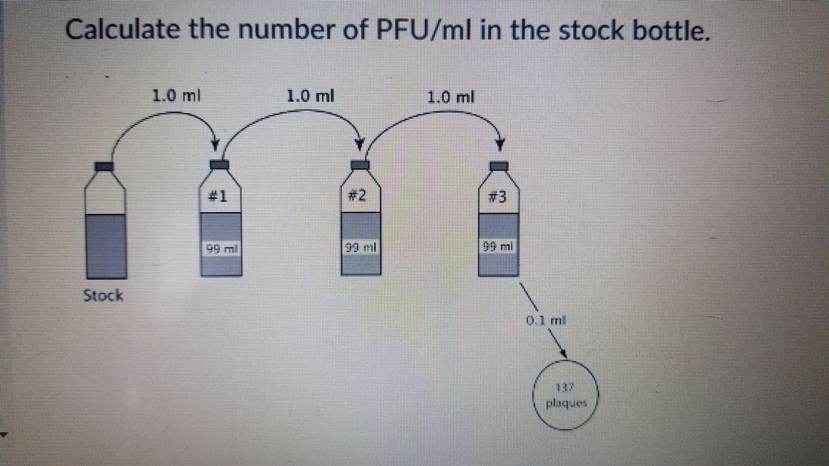 Calculate the number of PFU/ml in the stock bottle.
1.0 ml
1.0 ml
1.0ml
# 2
#3
99ml
199 ml
90 ml
Stock
0.1 ml
137
plaques
