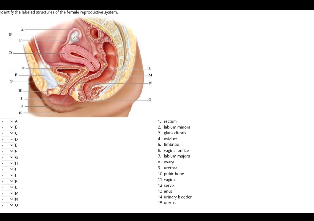 Identify the labeled structures of the female reproductive system.
B
D
G
A
VB
v C
VD
VE
VF
VG
VH
vl
C
H
VK
VL
✓ M
✓ N
VO
E
I
J
K
-N
1. rectum
2. labium minora
3. glans clitoris
4. oviduct
5. fimbriae
6. vaginal orifice
7. labium majora
8. ovary
9. urethra
10. pubic bone
11.vagina
12. cervix
13. anus
14. urinary bladder
15. uterus
