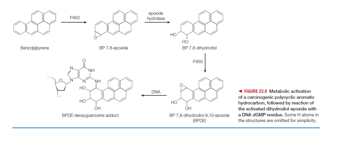 ерохide
hydrolase
P450
HO
Но
Benzo[a]pyrene
BP 7,8-epoxide
BP 7,8-dihydrodiol
P450
N.
NH
N.
NH
Но
1 FIGURE 23.8 Metabolic activation
of a carcinogenic polycyclic aromatic
hydrocarbon, followed by reaction of
the activated dihydrodiol epoxide with
DNA
но
Но
OH
OH
BPDE-deoxyguanosine adduct
a DNA DGMP residue. Some H atoms in
BP 7,8-dihydrodiol-9,10-epoxide
(BPDE)
the structures are omitted for simplicity.
