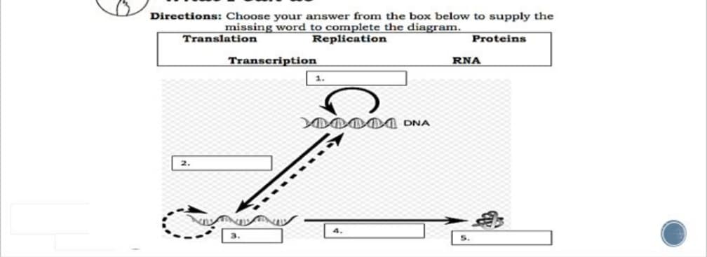 Directions: Choose your answer from the box below to supply the
missing word to complete the diagram.
Replication
Translation
Proteins
Transcription
RNA
1.
2.
5.
