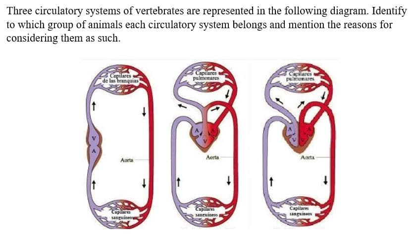 Three circulatory systems of vertebrates are represented in the following diagram. Identify
to which group of animals each circulatory system belongs and mention the reasons for
considering them as such.
↑
Capilares
de las branquias
Aorta
Capilares
sanguíneos
↓
Capilares
pulmonares
Aorta
Capilares
sanguíneos
↓
Capilares
pulmonares
Aorta
Capilares
sanguineos