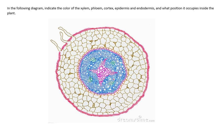 In the following diagram, indicate the color of the xylem, phloem, cortex, epidermis and endodermis, and what position it occupies inside the
plant.
აკრილის
გამოკითხვ
ಮಕ
dreamstime.com
