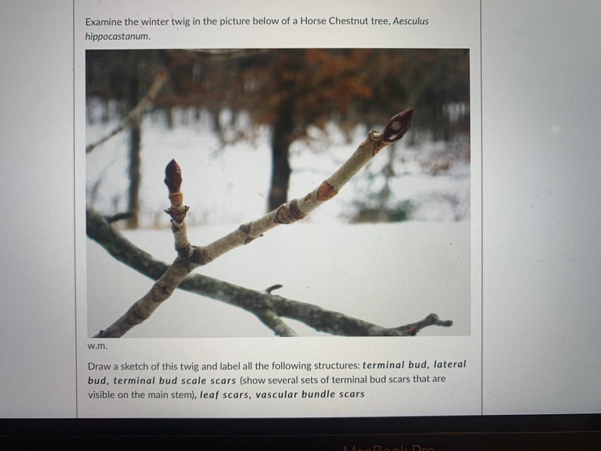 Examine the winter twig in the picture below of a Horse Chestnut tree, Aesculus
hippocastanum.
w.m.
Draw a sketch of this twig and label all the following structures: terminal bud, lateral
bud, terminal bud scale scars (show several sets of terminal bud scars that are
visible on the main stem), leaf scars, vascular bundle scars
AMooReok Dro
