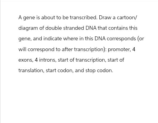 A gene is about to be transcribed. Draw a cartoon/
diagram of double stranded DNA that contains this
gene, and indicate where in this DNA corresponds (or
will correspond to after transcription): promoter, 4
exons, 4 introns, start of transcription, start of
translation, start codon, and stop codon.