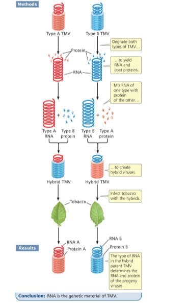 Methods
Type A TMV
Type 8 TMV
Degrade both
types of TMV
to yield
RNA and
coat proteins.
RNA
Mix RNA of
one type with
protein
of the other.
Type A Type B Type B Type A
RNA
protein
RNA
protein
to create
hybrid viruses
Hybrid TMV
Hybrid TMV
Infect tobacco
with the hybrids.
Tobacco
RNA B
RNA A
Results
Protein A
Protein B
The type of RNA
in the hybrid
parent TMV
determines the
RNA and protein
of the progeny
viruses
Conclusion: RNA is the genetic material of TMV.
