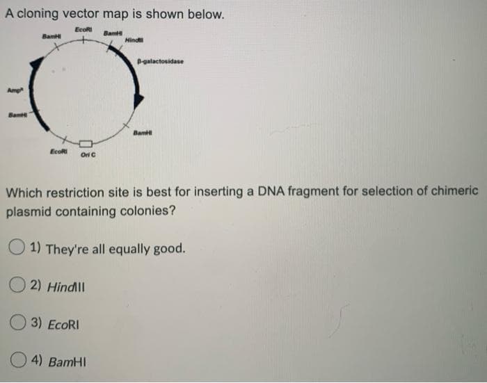 A cloning vector map is shown below.
EcoRI
Bam
Ban
Hind
P-galactosidase
Amp
Bam
Bam
EcoRI
Ori C
Which restriction site is best for inserting a DNA fragment for selection of chimeric
plasmid containing colonies?
1) They're all equally good.
2) Hindll
3) EcoRI
4) BamHI

