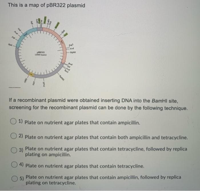 This is a map of pBR322 plasmid
Nd
143
If a recombinant plasmid were obtained inserting DNA into the BamHI site,
screening for the recombinant plasmid can be done by the following technique.
1) Plate on nutrient agar plates that contain ampicillin.
2) Plate on nutrient agar plates that contain both ampicillin and tetracycline.
3)
Plate on nutrient agar plates that contain tetracycline, followed by replica
plating on ampicillin.
4) Plate on nutrient agar plates that contain tetracycline.
5)
Plate on nutrient agar plates that contain ampicillin, followed by replica
plating on tetracycline.
