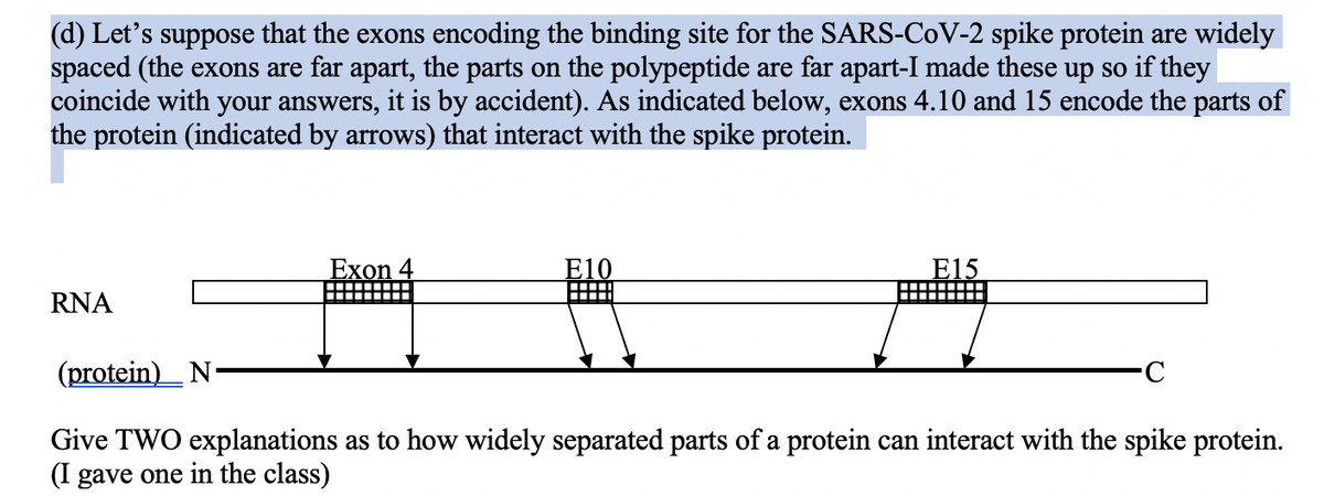 (d) Let's suppose that the exons encoding the binding site for the SARS-CoV-2 spike protein are widely
spaced (the exons are far apart, the parts on the polypeptide are far apart-I made these up so if they
coincide with your answers, it is by accident). As indicated below, exons 4.10 and 15 encode the parts of
the protein (indicated by arrows) that interact with the spike protein.
Exon 4
E10
E15
RNA
(protein)_ N-
Give TWO explanations as to how widely separated parts of a protein can interact with the spike protein.
(I gave one in the class)
