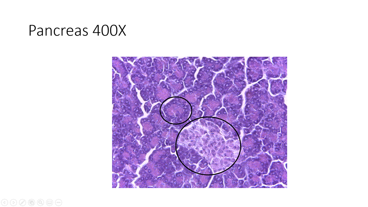 Pancreas 40OX
000
