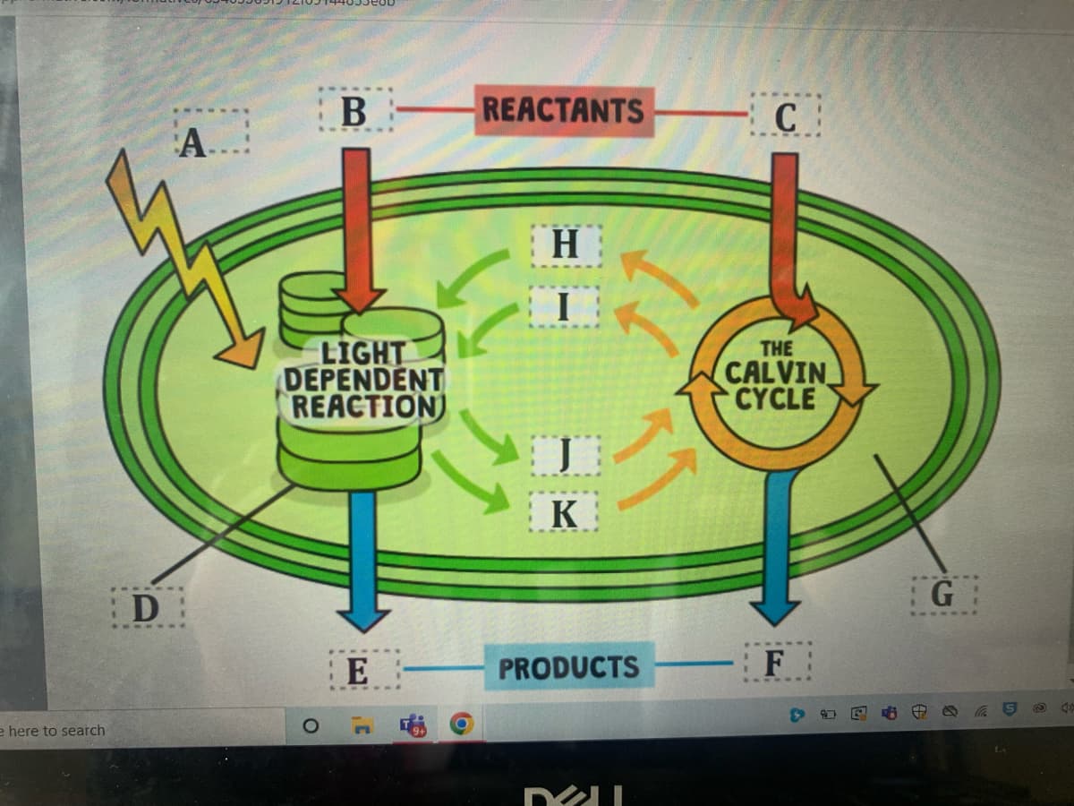 e here to search
D
A...
LIGHT
DEPENDENT
REACTION
O
B
----
E
3'
REACTANTS
H
I
K
1
PRODUCTS
DZU
C
THE
CALVIN
CYCLE
F
G
di