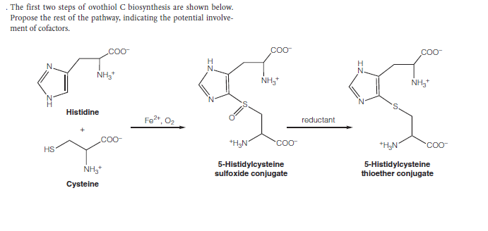 . The first two steps of ovothiol C biosynthesis are shown below.
Propose the rest of the pathway, indicating the potential involve-
ment of cofactors.
co-
coo
H
NH,*
Histidine
Fo*, 02
reductant
.coo-
*H,N°
coo-
*H,N°
COO
HS*
NH,*
5-Histidylcysteine
sulfoxide conjugate
5-Histidylcysteine
thioether conjugate
Cysteine
