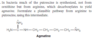 . In bacteria much of the putrescine is synthesized, not from
ornithine but from arginine, which decarboxylates to yield
agmatine. Formulate a plausible pathway from arginine to
putrescine, using this intermediate.
NH,
||
H,N-C-NH- CH2-CH2- CH,–CH2– NH3
Agmatine
