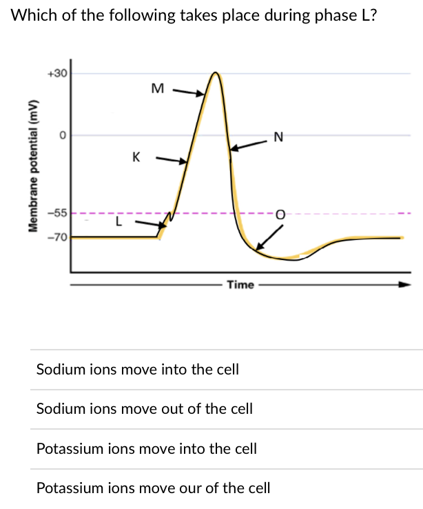 Which of the following takes place during phase L?
+30
M
N
K
-55
-70
Time
Sodium ions move into the cell
Sodium ions move out of the cell
Potassium ions move into the cell
Potassium ions move our of the cell
Membrane potential (mV)
