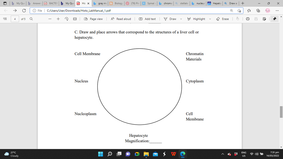 b My Que b Answer
DE BACTER b My Que Po His x
b gray ma e Biology P (76) Pin K Spinal
K Spinal c b chroma Q stellate
> nucleus
P Hepato
Q Draw a
|+
PDF
PDF
->
O File | C:/Users/User/Downloads/Histo_LabManual_1.pdf
...
+
(D Page view A Read aloud
T Add text V Draw
E Highlight
O Erase 6
4
of 5
-
C. Draw and place arrows that correspond to the structures of a liver cell or
hepatocyte.
Cell Membrane
Chromatin
Materials
Nucleus
Cytoplasm
Nucleoplasm
Cell
Membrane
Нерatocyte
Magnification:
27°C
ENG
7:31 pm
Cloudy
US
14/03/2022
