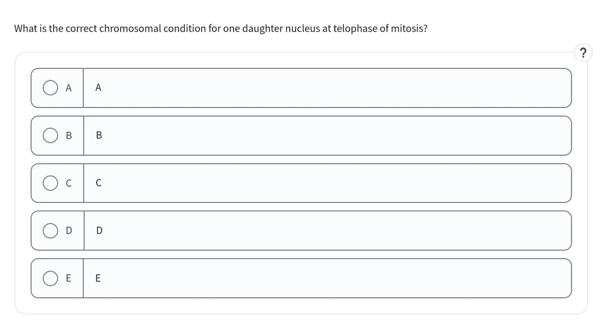What is the correct chromosomal condition for one daughter nucleus at telophase of mitosis?
A
A
О
B
B
ი
D
C
D
ויו
E
E