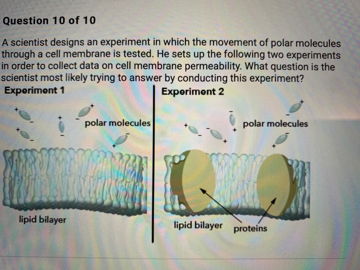Question 10 of 10
A scientist designs an experiment in which the movement of polar molecules
through a cell membrane is tested. He sets up the following two experiments
in order to collect data on cell membrane permeability. What question is the
scientist most likely trying to answer by conducting this experiment?
Experiment 1
Experiment 2
polar molecules
polar molecules
lipid bilayer
lipid bilayer proteins

