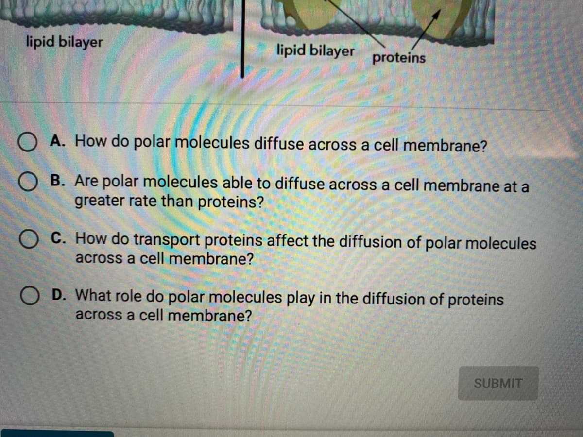 lipid bilayer
lipid bilayer
proteins
O A. How do polar molecules diffuse across a cell membrane?
O B. Are polar molecules able to diffuse across a cell membrane at a
greater rate than proteins?
O C. How do transport proteins affect the diffusion of polar molecules
across a cell membrane?
O D. What role do polar molecules play in the diffusion of proteins
across a cell membrane?
SUBMIT
