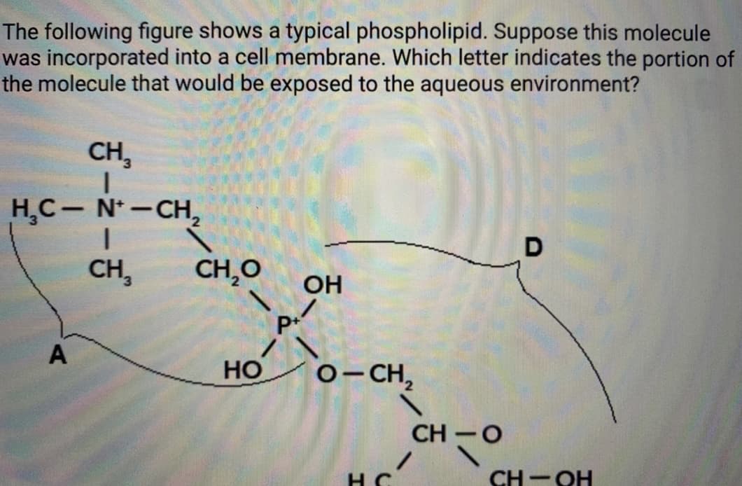 The following figure shows a typical phospholipid. Suppose this molecule
was incorporated into a cell membrane. Which letter indicates the portion of
the molecule that would be exposed to the aqueous environment?
CH,
H,C- N-CH,
D
CH,
CH,O
HO
o-CH,
CH -O
CH - OH
