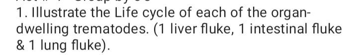 1. Illustrate the Life cycle of each of the organ-
dwelling trematodes. (1 liver fluke, 1 intestinal fluke
& 1 lung fluke).
