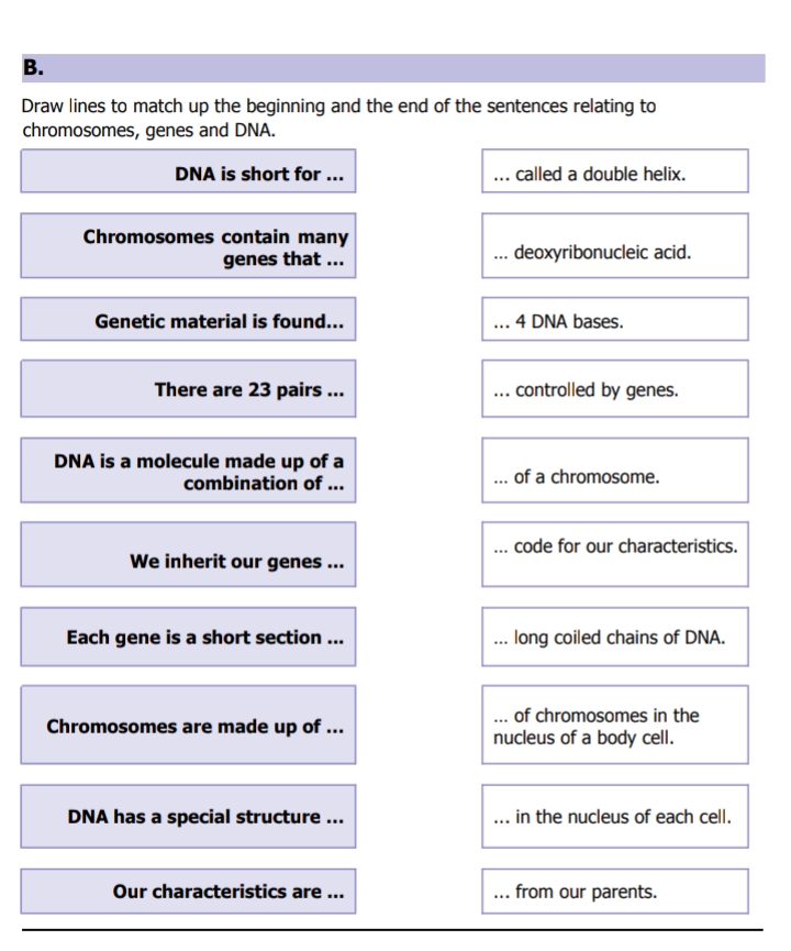 В.
Draw lines to match up the beginning and the end of the sentences relating to
chromosomes, genes and DNA.
DNA is short for ...
... called a double helix.
Chromosomes contain many
genes that ...
... deoxyribonucleic acid.
Genetic material is found...
... 4 DNA bases.
There are 23 pairs ...
... controlled by genes.
DNA is a molecule made up of a
combination of ...
... of a chromosome.
... code for our characteristics.
We inherit our genes ...
Each gene is a short section ..
long coiled chains of DNA.
Chromosomes are made up of ...
. of chromosomes in the
nucleus of a body cell.
DNA has a special structure ...
... in the nucleus of each cell.
Our characteristics are ...
from our parents.
...
