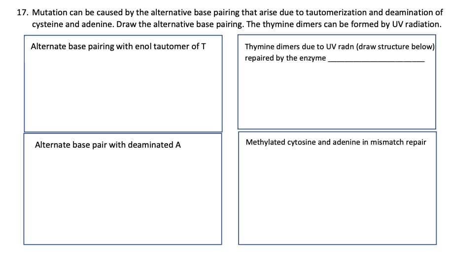 17. Mutation can be caused by the alternative base pairing that arise due to tautomerization and deamination of
cysteine and adenine. Draw the alternative base pairing. The thymine dimers can be formed by UV radiation.
Alternate base pairing with enol tautomer of T
Alternate base pair with deaminated A
Thymine dimers due to UV radn (draw structure below)
repaired by the enzyme
Methylated cytosine and adenine in mismatch repair
