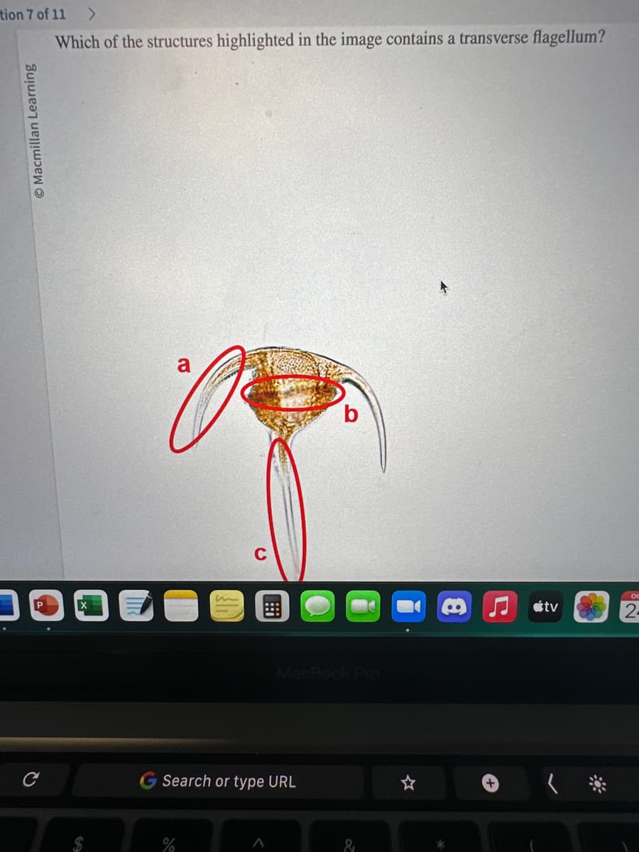 tion 7 of 11
Which of the structures highlighted in the image contains a transverse flagellum?
Macmillan Learning
2
C
Search or type URL
A
b
MacBook Pro
&
+
tv