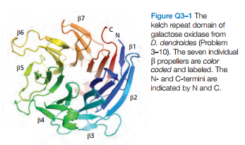 Figure Q3-1 The
kelch repeat domain of
galactose oxidase from
D. dendroides (Problem
3-10). The seven individual
B propellers are color
coded and labeled. The
87
86
B1
85
N- and C-termini are
indicated by N and C.
B2
84
83
