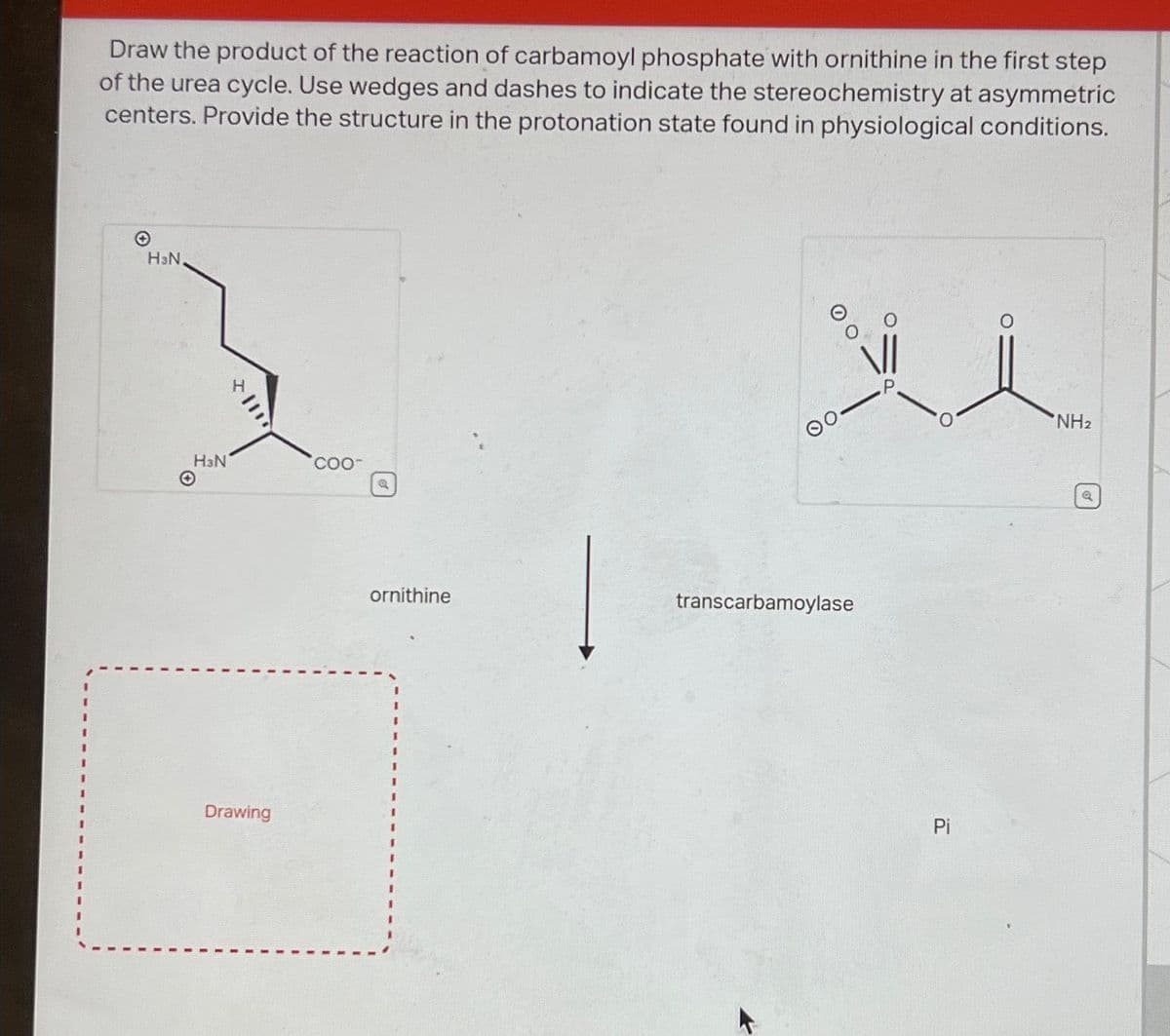 Draw the product of the reaction of carbamoyl phosphate with ornithine in the first step
of the urea cycle. Use wedges and dashes to indicate the stereochemistry at asymmetric
centers. Provide the structure in the protonation state found in physiological conditions.
H³N,
H3N
Drawing
coo-
Q
ornithine
O
transcarbamoylase
Pi
NH₂
Q