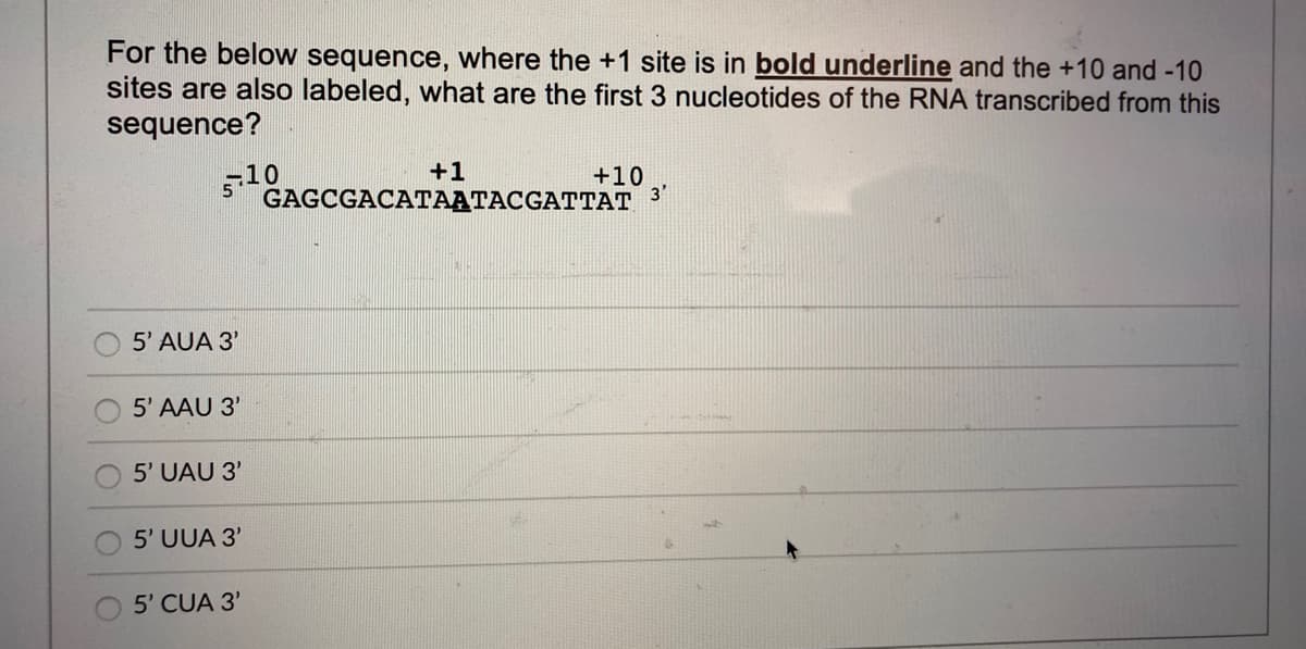 For the below sequence, where the +1 site is in bold underline and the +10 and -10
sites are also labeled, what are the first 3 nucleotides of the RNA transcribed from this
sequence?
+1
5.10
+10
3
GAGCGACATAATACGATTAT
5' AUA 3'
5' AAU 3'
5' UAU 3'
5' UUA 3'
5' CUA 3'
