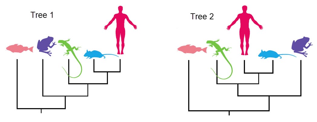 Tree 1
Tree 2