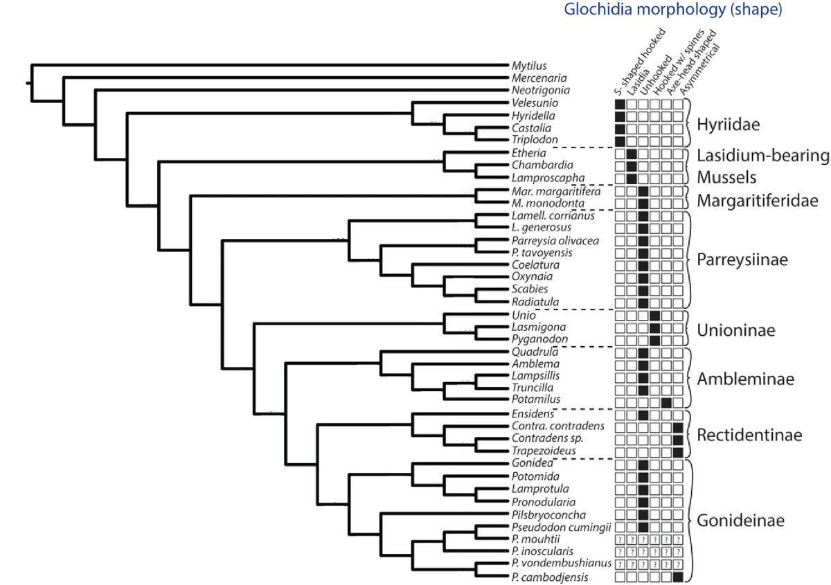 Glochidia morphology (shape)
Mytilus
Mercenaria
Neotrigonia
Velesunio
Hyridella
Castalia
Triplodon
Etheria
Chambardia
Lamproscapha
Mar. margaritifera
M. monodonta
Lamell. corrianus
L. generosus
Parreysia olivacea
P. tavoyensis
Coelatura
Oxynaia
Scabies
Radiatula
Unio
Lasmigona
Pyganodon
Quadrula
Amblema
Lampsillis
Truncilla
Potamilus
Contradens sp.
Trapezoideus
I
Gonidea
Potomida
Lamprotula
Pronodularia
Pilsbryoconcha
Pseudodon cumingii
P. mouhtii
●▬▬
▬▬
▬▬
☐☐☐☐
n
Lasidia hooked
▬▬▬
L
▬▬▬
▬▬▬
☐☐☐
☐☐☐☐☐
Ensidens
☐☐☐☐
Contra. contradens ▬▬ ▬▬
☐☐☐☐☐
J
oo
looke w/ spine
JL
▬▬▬
▬▬▬▬ ¯¯
☐☐☐
??????
P. inoscularis
??????
P. vondembushianus 700
P. cambodjensis
▬▬▬▬▬
Axe-head shaped
Asymmetrical
Hyriidae
Lasidium-bearing
Mussels
Margaritiferidae
Parreysiinae
Unioninae
Ambleminae
Rectidentinae
Gonideinae