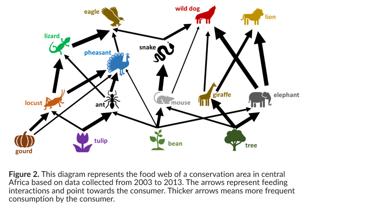 locust
gourd
lizard
eagle
pheasant
ant
tulip
snake
wild dog
mouse
bean
lion
IXI
giraffe
tree
elephant
Figure 2. This diagram represents the food web of a conservation area in central
Africa based on data collected from 2003 to 2013. The arrows represent feeding
interactions and point towards the consumer. Thicker arrows means more frequent
consumption by the consumer.