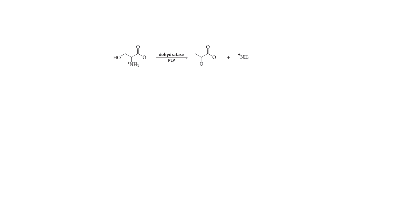 HO
dehydratase
*NH4
PLP
+NH3
