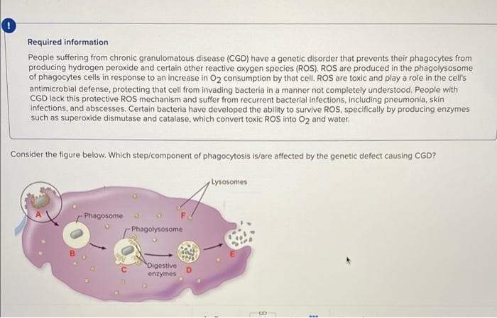 Required information
People suffering from chronic granulomatous disease (CGD) have a genetic disorder that prevents their phagocytes from
producing hydrogen peroxide and certain other reactive oxygen species (ROS). ROS are produced in the phagolysosome
of phagocytes cells in response to an increase in O2 consumption by that cell. ROS are toxic and play a role in the cell's
antimicrobial defense, protecting that cell from invading bacteria in a manner not completely understood. People with
CGD lack this protective ROS mechanism and suffer from recurrent bacterial infections, including pneumonia, skin
infections, and abscesses. Certain bacteria have developed the ability to survive ROS, specifically by producing enzymes
such as superoxide dismutase and catalase, which convert toxic ROS into 02 and water.
Consider the figure below. Which step/component of phagocytosis is/are affected by the genetic defect causing CGD?
Lysosomes
Phagosome
Phogolysosome
Digestive
enzymes
