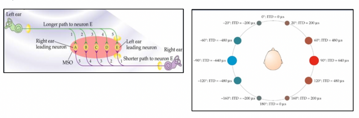 Left ear
Longer path to neuron E
0: ITD=0μs
-20°: ITD=-200 μs(
20°: ITD=200 μs
Right ear-
leading neuron
B
C
Left ear
Eleading neuron
-60°: ITD=-480 μs (
Right ear
MSO 5
3
2
Shorter path to neuron E
-90: ITD=-640 μs (
-120°: ITD=-480 μs
60°: ITD=480 μs
90°: ITD
- 640 με
120°: ITD-480 μs
-160°: ITD -200 μs
160°: ITD-200 μs
180°: ITD-0μs
