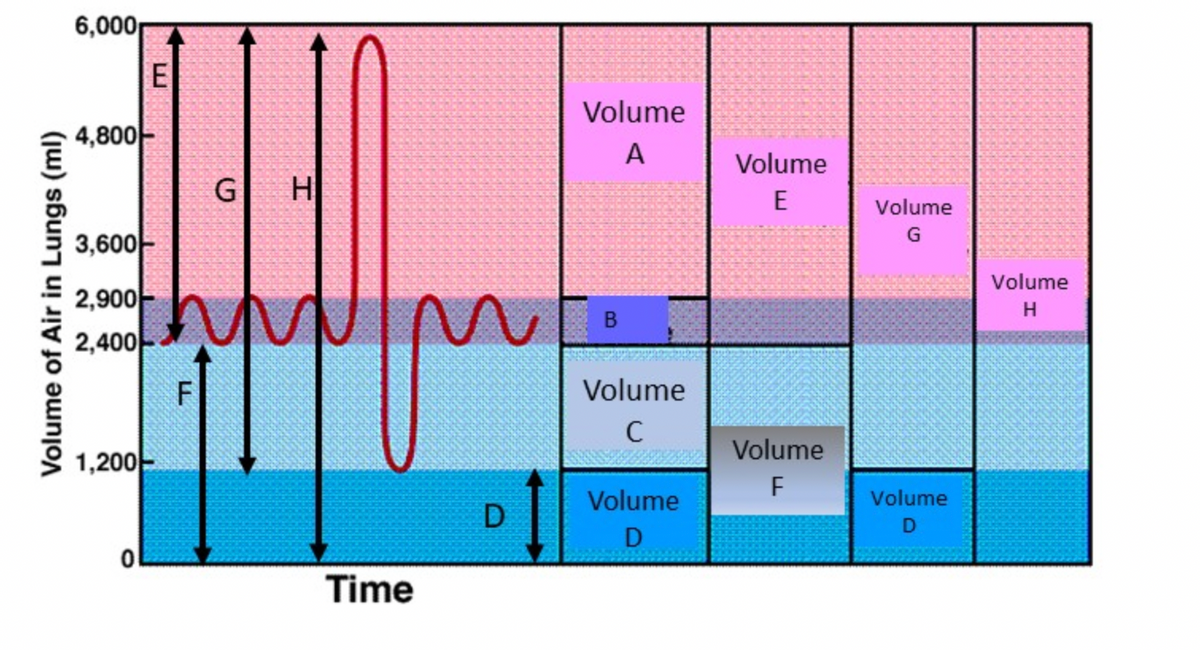 Volume of Air in Lungs (ml)
6,000
4,800
3,600
2,900
2,400
E
1,200-
0
LL
G H
MIM
Time
D
Volume
A
B
Volume
C
Volume
D
Volume
E
Volume
F
Volume
G
Volume
D
Volume
H