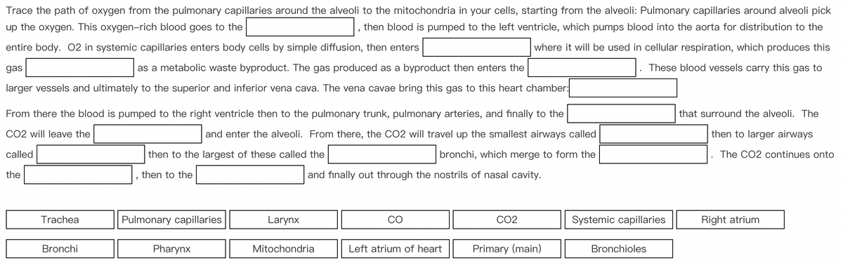 Trace the path of oxygen from the pulmonary capillaries around the alveoli to the mitochondria in your cells, starting from the alveoli: Pulmonary capillaries around alveoli pick
up the oxygen. This oxygen-rich blood goes to the
then blood is pumped to the left ventricle, which pumps blood into the aorta for distribution to the
entire body. 02 in systemic capillaries enters body cells by simple diffusion, then enters
where it will be used in cellular respiration, which produces this
These blood vessels carry this gas to
gas
as a metabolic waste byproduct. The gas produced as a byproduct then enters the
larger vessels and ultimately to the superior and inferior vena cava. The vena cavae bring this gas to this heart chamber:
From there the blood is pumped to the right ventricle then to the pulmonary trunk, pulmonary arteries, and finally to the
CO2 will leave the
and enter the alveoli. From there, the CO2 will travel up the smallest airways called
then to the largest of these called the
bronchi, which merge to form the
then to the
called
the
and finally out through the nostrils of nasal cavity.
Trachea
Bronchi
Pulmonary capillaries
Pharynx
Larynx
Mitochondria
"
Left atrium of heart
CO2
Primary (main)
Systemic capillaries
Bronchioles
that surround the alveoli. The
then to larger airways
The CO2 continues onto
Right atrium