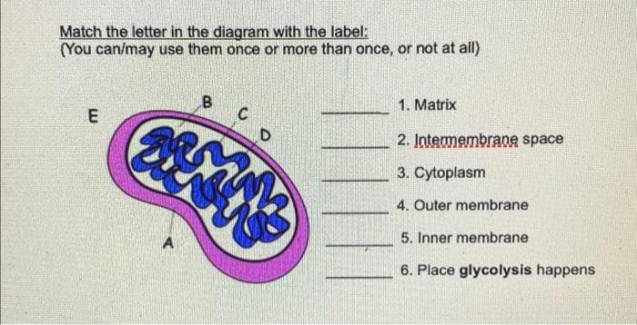 Match the letter in the diagram with the label:
(You can/may use them once or more than once, or not at all)
E
DISNE
ar
B
A
C
D
1. Matrix
2. Intermembrane space
3. Cytoplasm
4. Outer membrane
5. Inner membrane
6. Place glycolysis happens